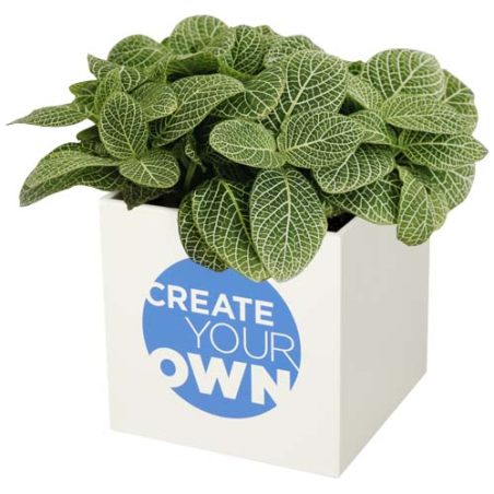 Pot publicitaire en aluminium avec plante grasse Hey Pots