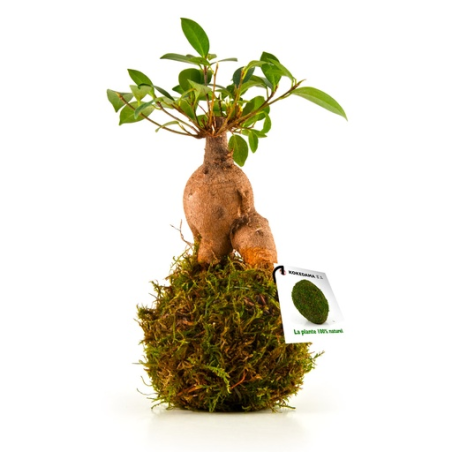 Bonzaï personnalisable en Kokedama