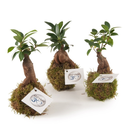 Bonzaï personnalisable en Kokedama