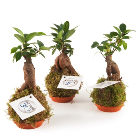 Bonzaï personnalisable en Kokedama