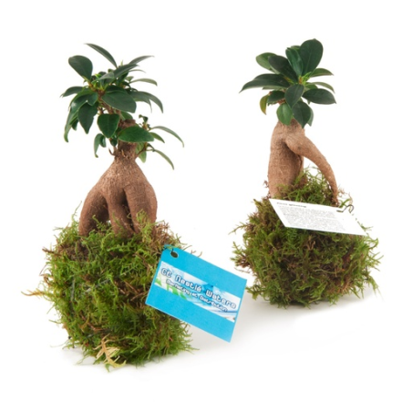 Bonzaï personnalisable en Kokedama