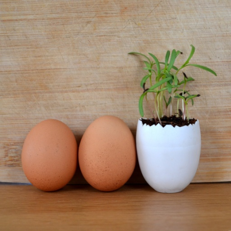 Kit de plantation personnalisé en forme d'oeuf 100% Biodégradable