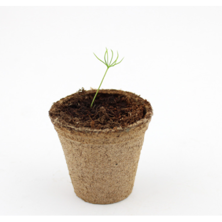 Kit plantation personnalisable avec graine d'arbre en cellulose