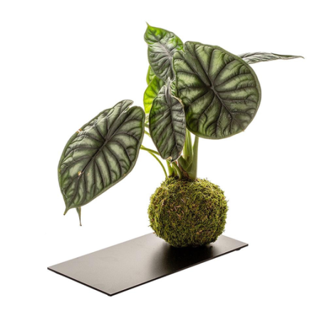 Kokedama personnalisable - 6 variétés - Fabrication Française