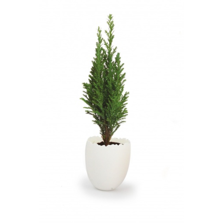 Oeuf mini plan d'arbre personnalisable 100% biodégradable